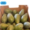 Avocat Fuerte Premium 5kg | Culture Naturelle Andalousie