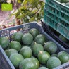 AVOCAT REED BIO (5KG)