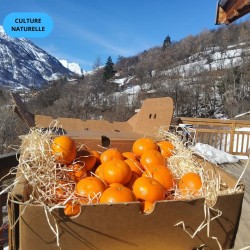 CLÉMENTINE PREMIUM (CN) (CAT EXTRA) (5KG)