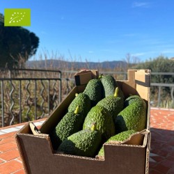 Avocat Hass Bio 2kg calibre varié | Bio d'Andalousie