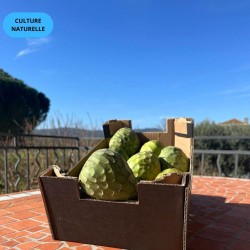 CAGETTE CHIRIMOYA (CN) 2KG