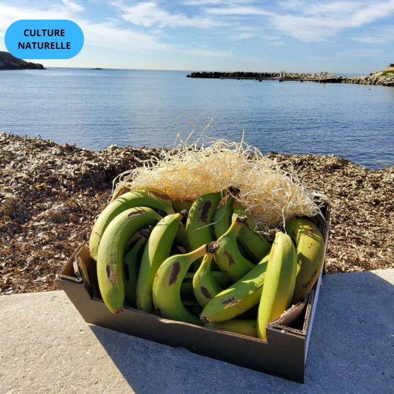 BANANE CAVENDISH D'ANDALOUSIE (CN) (2KG)