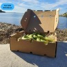 Banane Cavendish d'Andalousie 5kg | Culture Naturelle