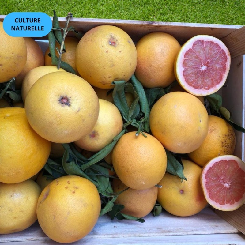 POMELO STAR RUBY CN EXTRA (5KG)