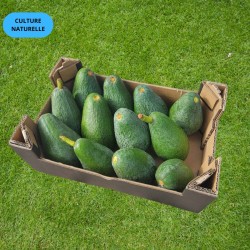 Avocat Fuerte Premium 2kg | Culture Naturelle Andalousie