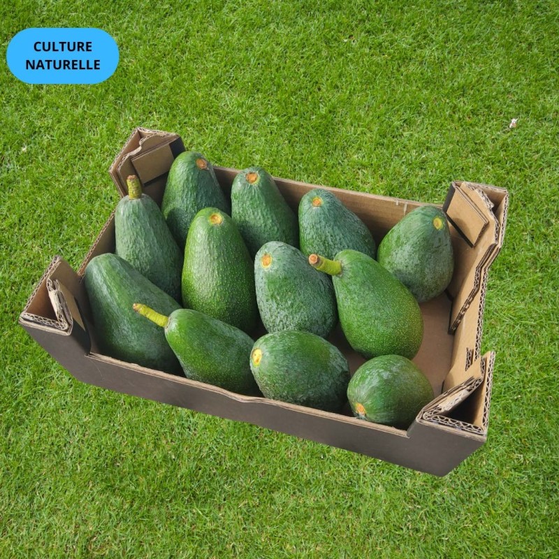 Avocat Fuerte Premium 2kg | Culture Naturelle Andalousie