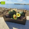 Avocat Hass Bio 2kg calibre varié | Bio d'Andalousie