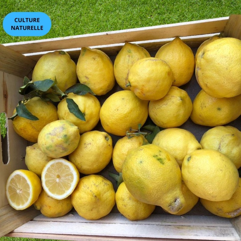 CITRON (CN) (CAT EXTRA) (5KG)