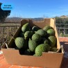 AVOCAT HASS (CN) (CALIBRE PETIT) (5KG)