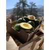 AVOCAT REED BIO (2KG)
