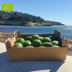 AVOCAT REED BIO (5KG)