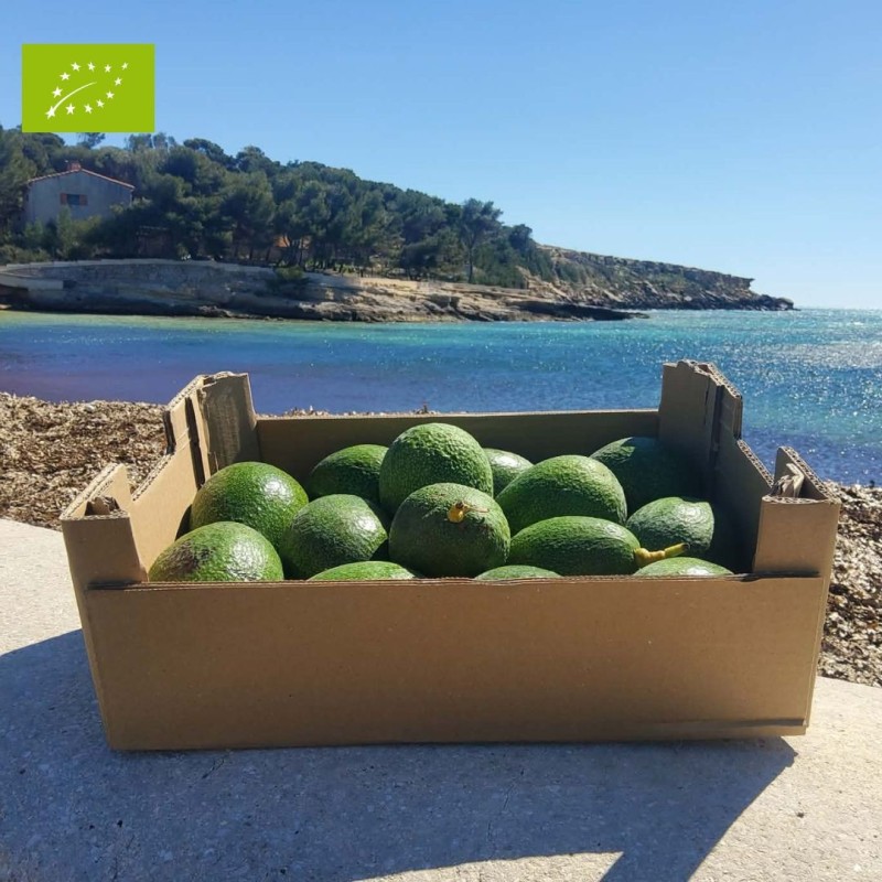 AVOCAT REED BIO (5KG)