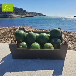 AVOCAT REED BIO (2KG)