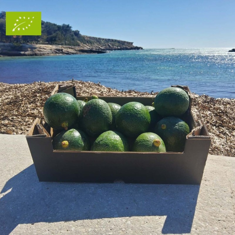 AVOCAT REED BIO (2KG)