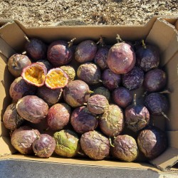 FRUIT DE LA PASSION CONV-BIO (CAT EXTRA) (1,8 KG)