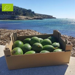 Avocat Reed Bio 5kg | Avocat bio crémeux d'Andalousie