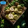 CAGETTE CHIRIMOYA (CN) 2KG