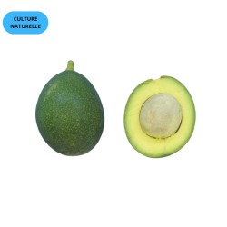 AVOCAT REED (CN) (5KG)