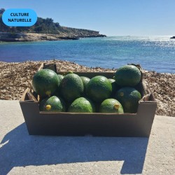 AVOCAT REED (CN) (2KG)