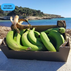 BANANE CAVENDISH DES ILES CANARIES (CN) (2KG)
