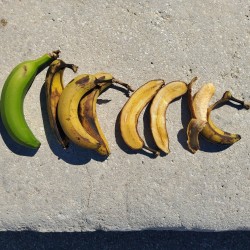 Banane Cavendish des Canaries 2kg | Culture Naturelle