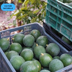 Mix Avocat'Ange | Avocat + Orange