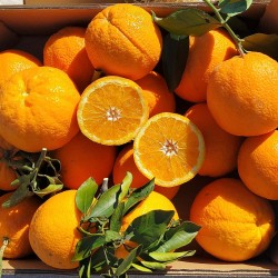 Mix Avocat'Ange | Avocat + Orange