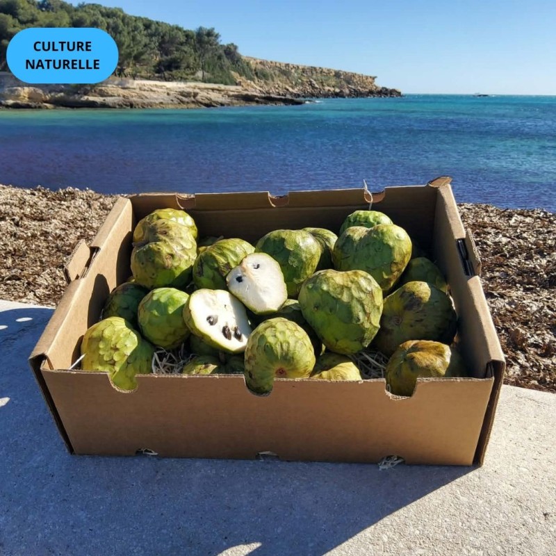 CAGETTE CHIRIMOYA (CN) 5KG