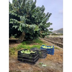 CAGETTE CHIRIMOYA (CN) 2KG