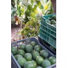 Avocat Reed 5kg | Culture Naturelle d'Andalousie