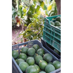 Avocat Reed 2kg | Culture Naturelle d'Andalousie