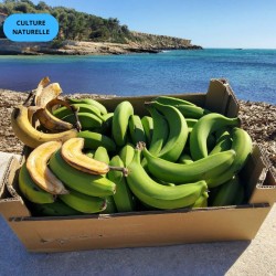 Banane Cavendish d'Andalousie 5kg | Culture Naturelle