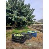 Chirimoya Bio 2kg | Anone bio d'Andalousie