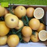 Pomelo jaune Bio 5kg | Pamplemousse bio Andalousie