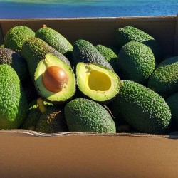 Mix Avocat'Ange Bio 5kg | Avocat + Orange
