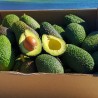 Mix Avocat'Ange Bio 5kg | Avocat + Orange