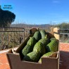 Avocat Hass Culture Naturelle 2kg calibre varié | Bio d'Andalousie