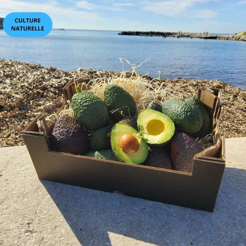 Avocat Hass Culture Naturelle 2kg calibre varié | Bio d'Andalousie