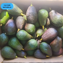 Avocat Lamb Hass 5kg | Culture Naturelle