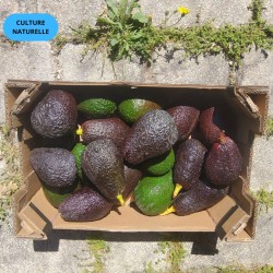Avocat Lamb Hass 2kg | Culture Naturelle