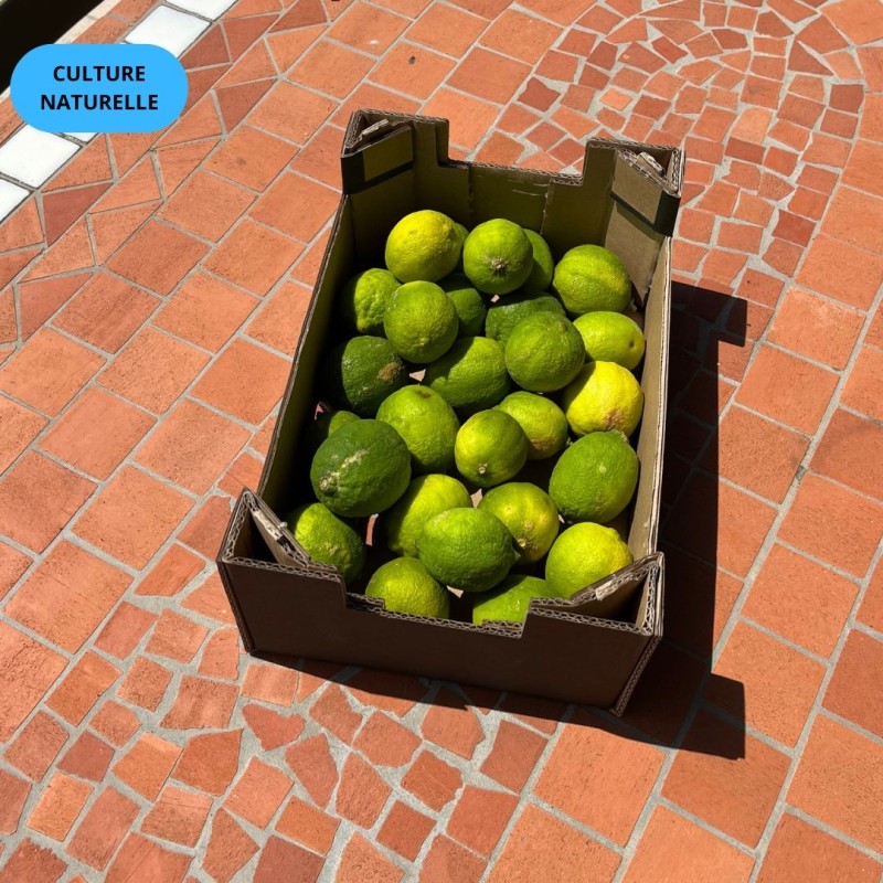 Citron vert 5kg | Culture Naturelle d'Andalousie