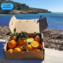 Orange Premium CN 5kg | Oranges Culture Naturelle d'Andalousie