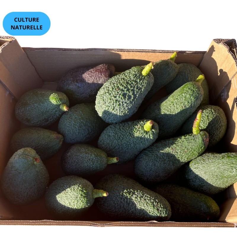 CAGETTE AVOCAT HASS (CN) 5KG