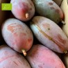 Mangue Osteen BIO | Andalousie