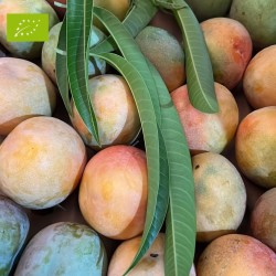 Mangue TROPIGOLD GOURMET BIO | Andalousie