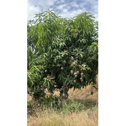 Mangue Kent BIO | Andalousie