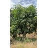 Mangue Kent BIO | Andalousie