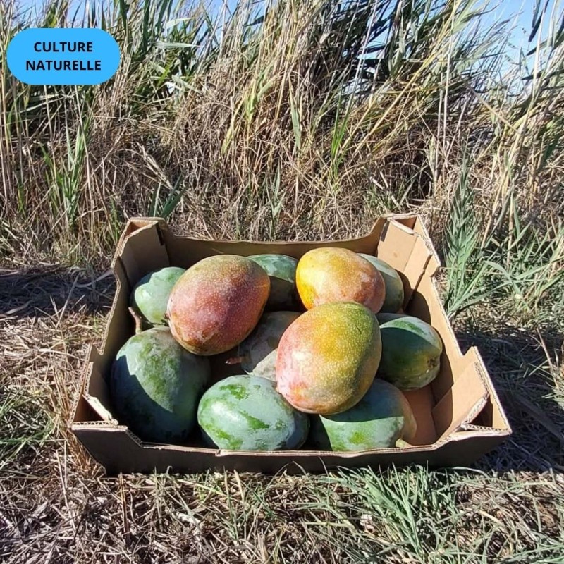 Mangue Kent BIO | Andalousie
