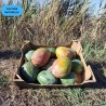 Mangue Kent BIO | Andalousie