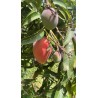 Mangue Kent BIO | Andalousie